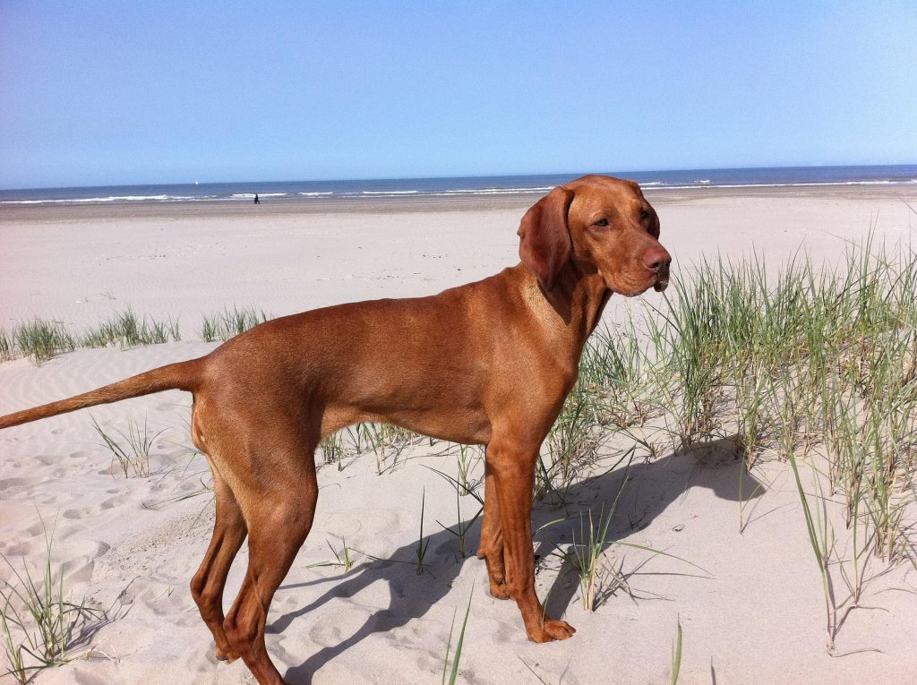 vizsla-2111757_1920